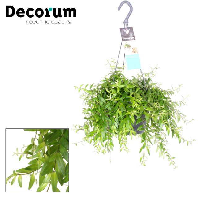 Aeschynanthus 'Japhrolepis' | Lipstick Plant (P18 Hanging Pot)