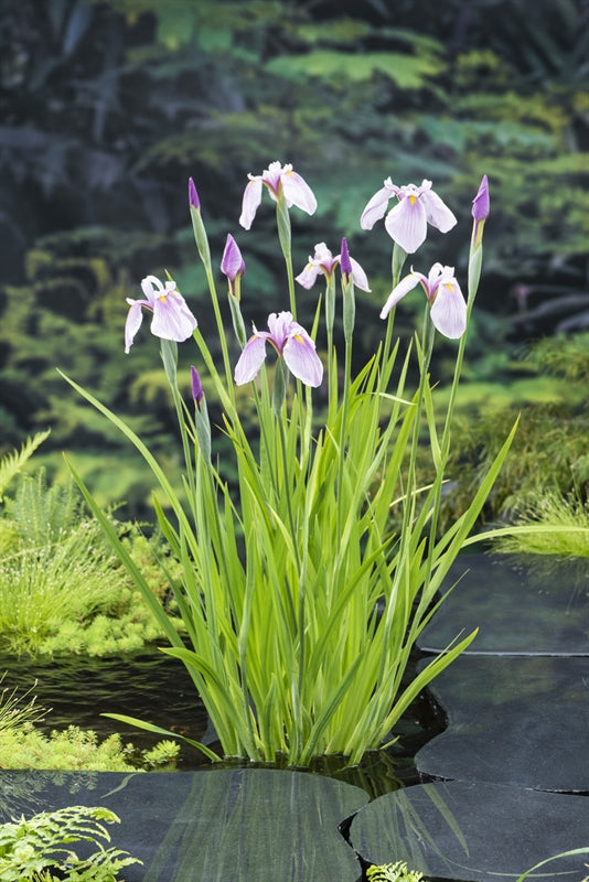 Iris laevigata 'Rose Queen'
