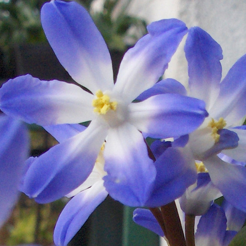 Chionodoxa Forbesii  (20 Pack)