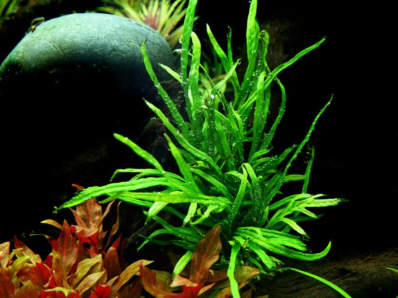 Microsorum pteropus Trident 008G