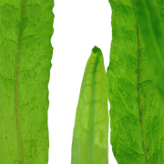 Microsorum Pteropus 'Narrow'