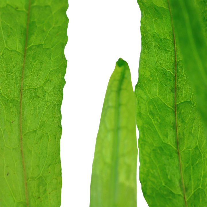 Microsorum Pteropus 'Narrow'