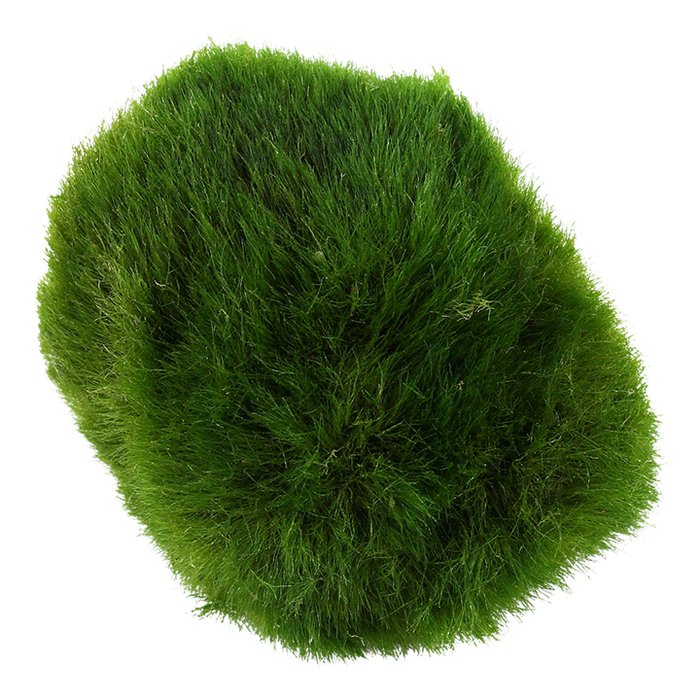 Cladophora aegagropila | Moss Balls - Single