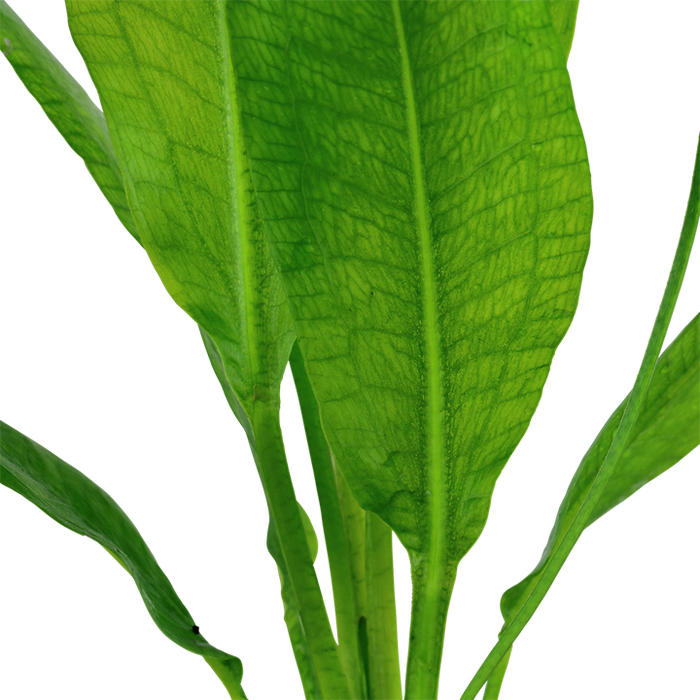 Echinodorus grisebachii 'Bleherae' 071 - 2