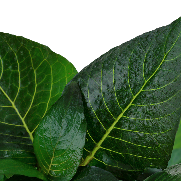 Hygrophila Corymbosa 'Compact'