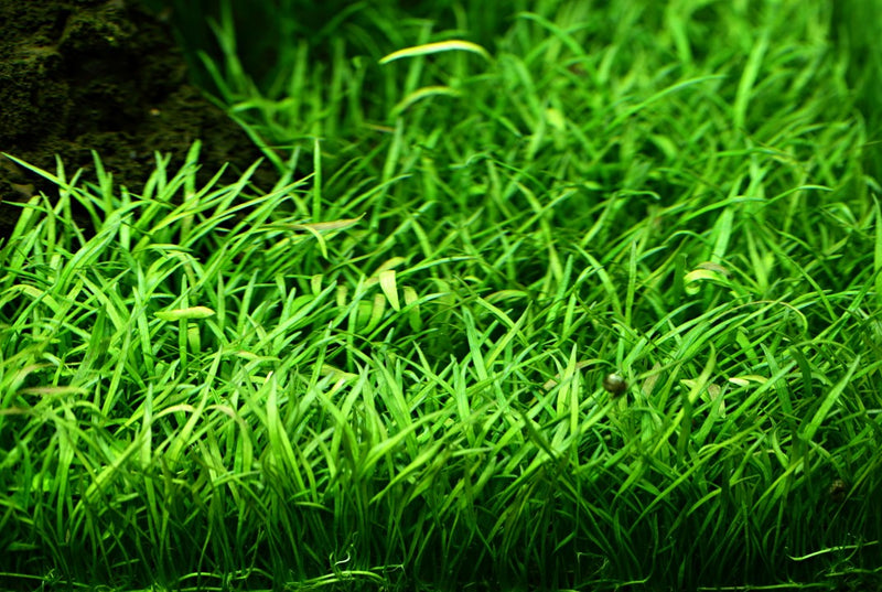 Lilaeopsis Brasiliensis 040