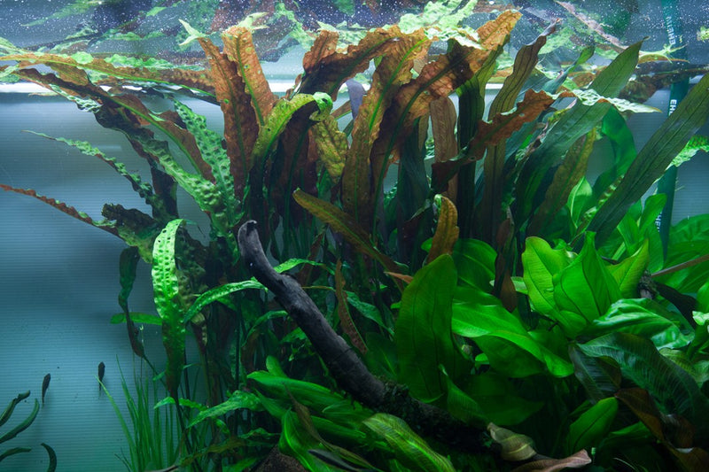 Cryptocoryne Usteriana potted 120