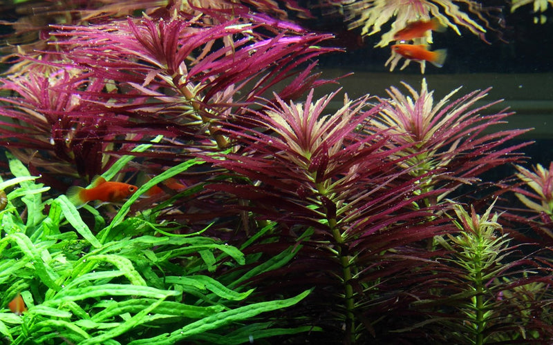 Limnophila Hippuridoides 047C