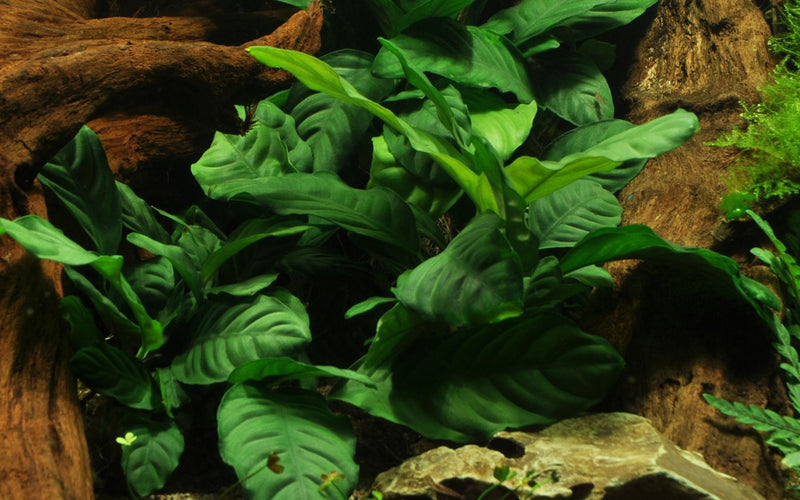 Anubias Barteri Coffeefolia 101G