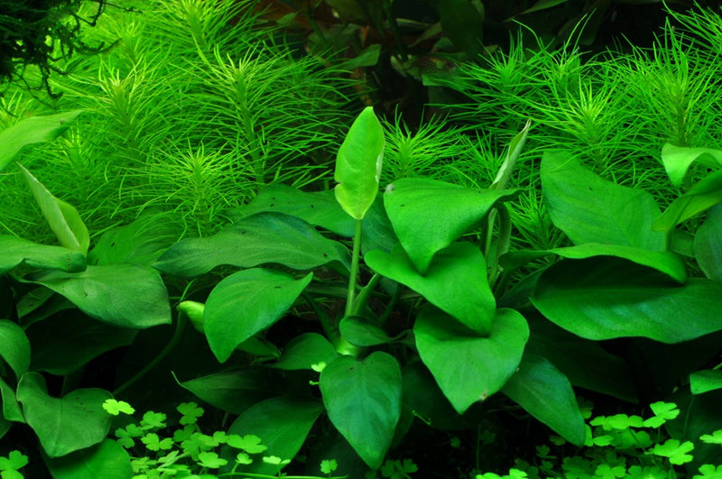 Anubias Nana Large 101L