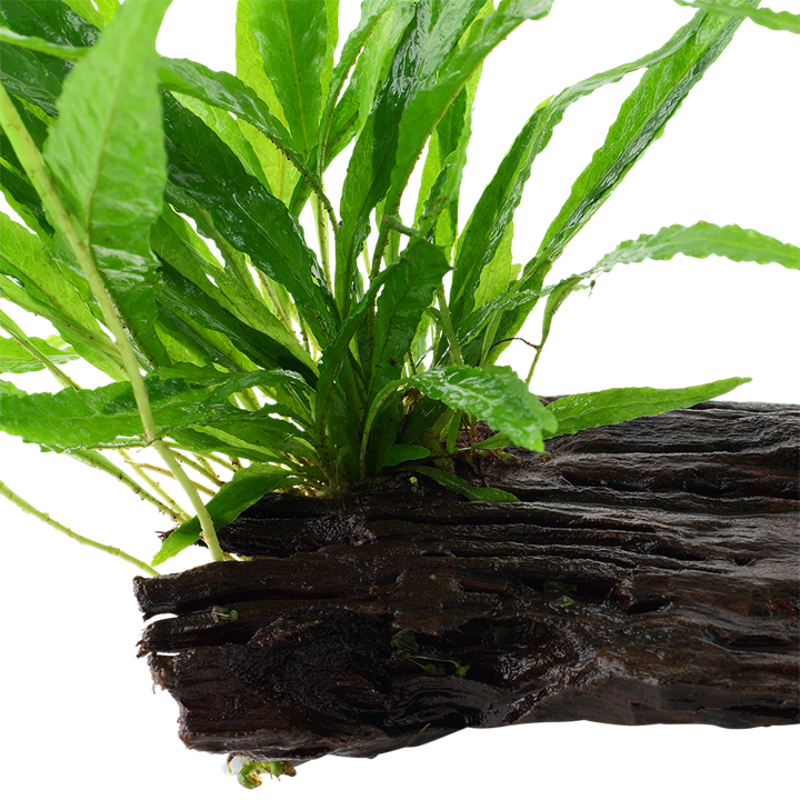 Microsorum pteropus grown on Mangrove Wood