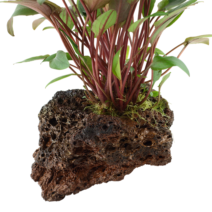 Cryptocoryne 'Petchii' on Lava Stone 108A YLS