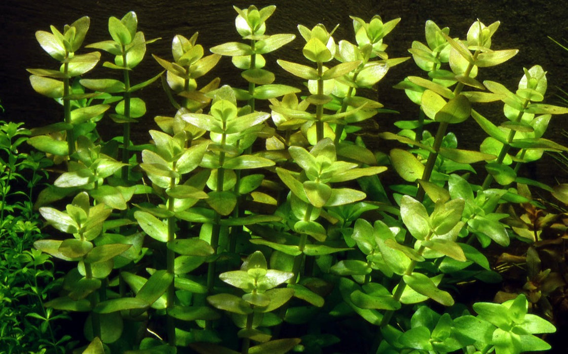 Bacopa Caroliniana 043