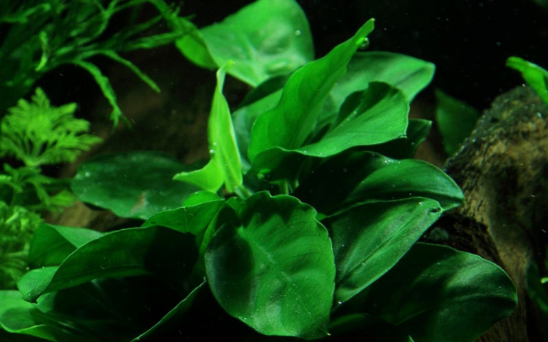 Anubias Barteri nana on wood 101 YWS