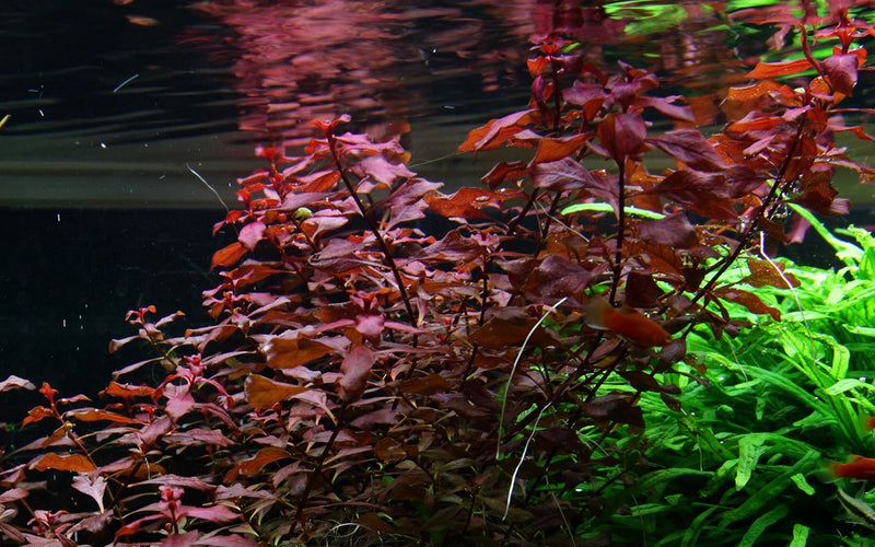 Ludwigia palustris 'Super Red' 035B