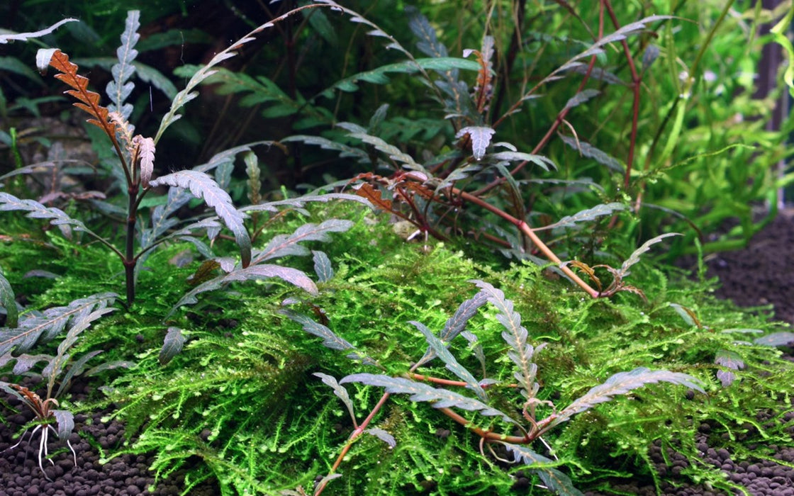 Hygrophila pinnatifida Potted