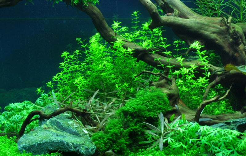 Tropica Micranthemum glomeratum — 1-2-Grow tissue culture