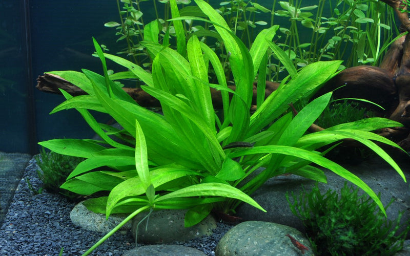 Helanthium Quadricostatus