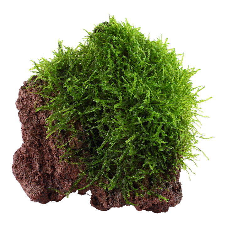 Taxiphyllum Barberi 'Bogor Moss' on Lava Stone 003 YSL