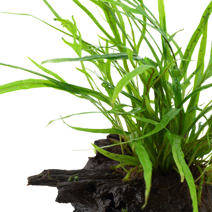 Microsorum pteropus 'Trident' on wood