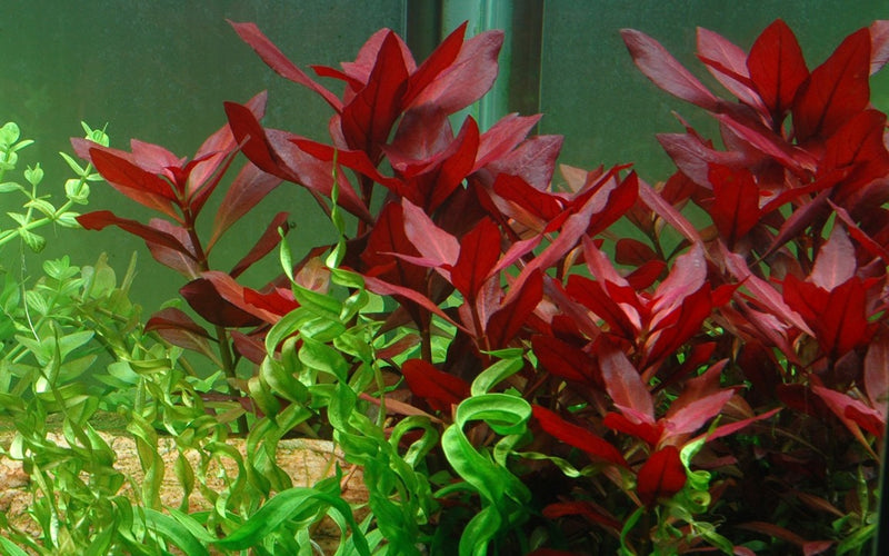 Ludwigia Repens Rubin 033D