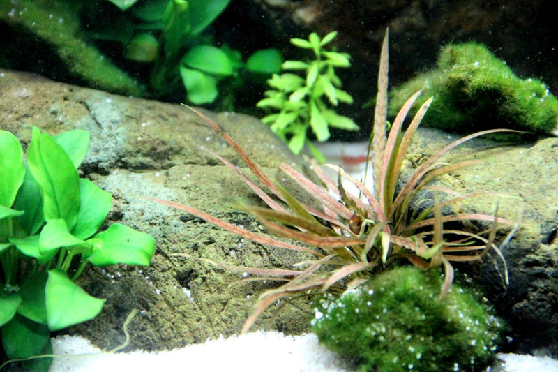 Cryptocoryne Albida 'Brown' Potted 126B