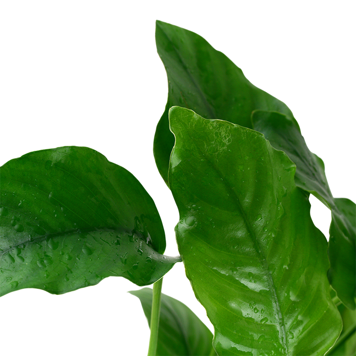 Anubias Barteri var. Barteri 101A