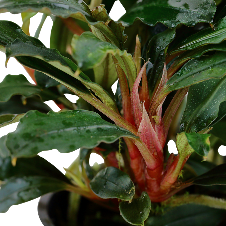Tropica Bucephalandra sp. 'Red' — Potted