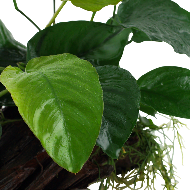 Anubias Barteri  sp. on Wood Xl