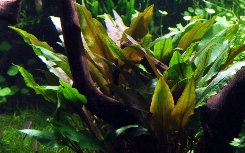 Cryptocoryne Undulata 'Broad Leaves' 110A