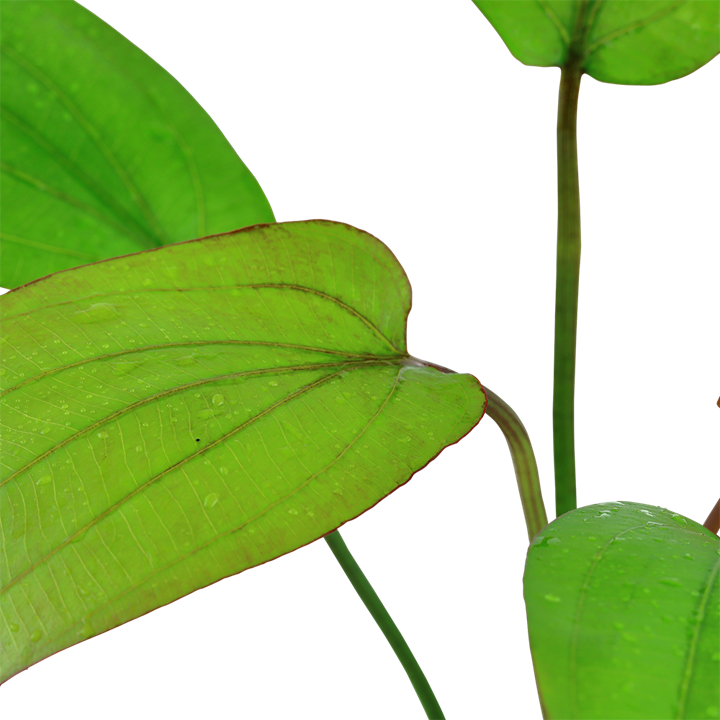 Echinodorus Barthii Potted 072A