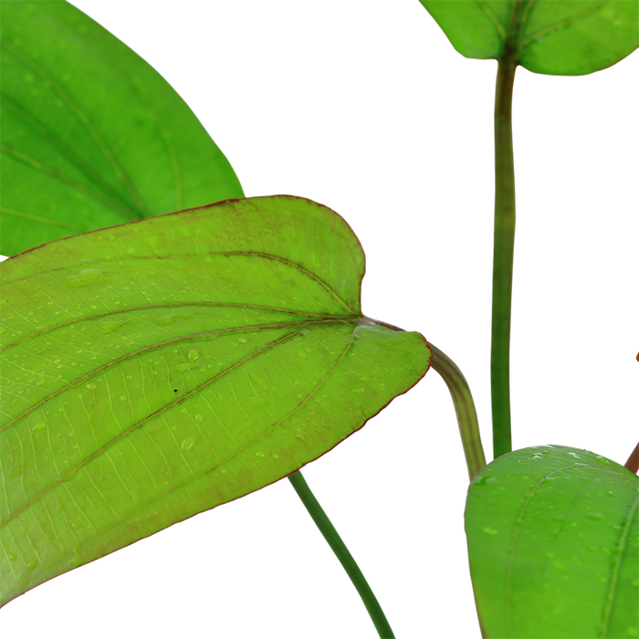 Echinodorus Barthii Potted 072A
