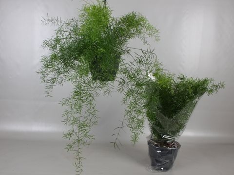 asparagus setaceus hanging fern plant Asparagus Fern Hanging Plant