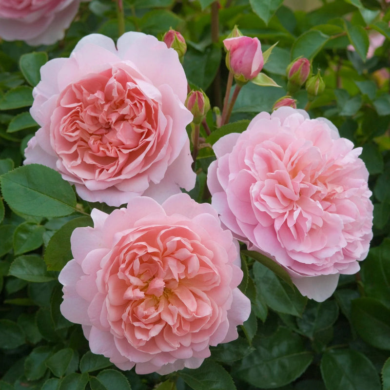 Wildeve David Austin Fragrant Rose 6 Litre