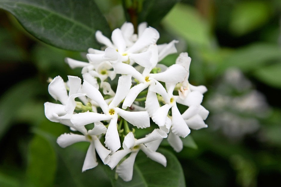 Star Jamine | Trachelospermum Jasminoides (3 litre)
