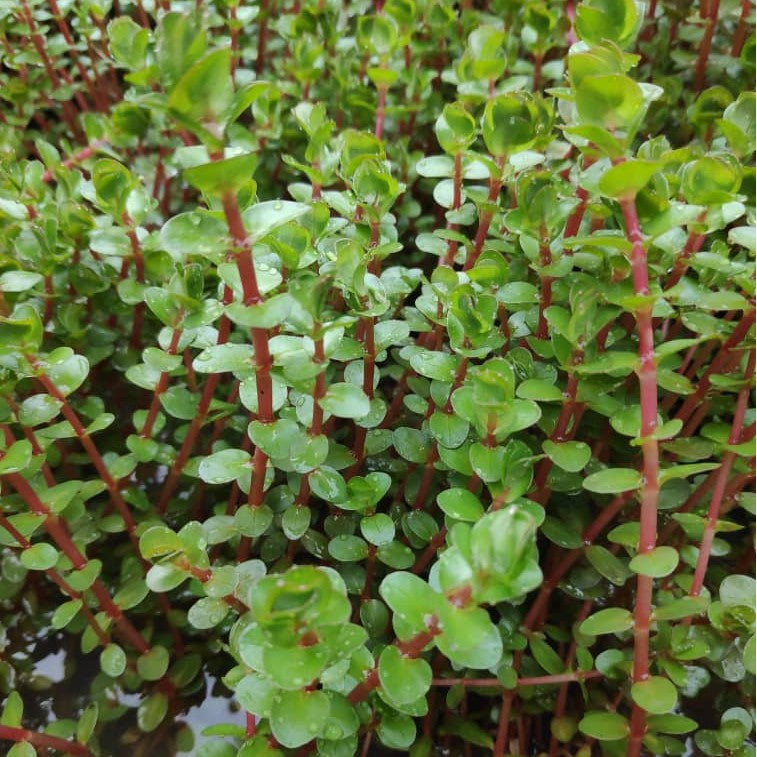 Rotala Rotundifolia 033