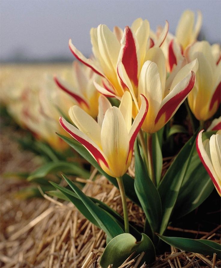 Tulip 'The First' (9 Pack)