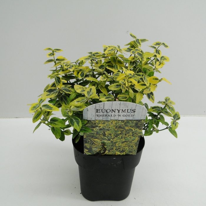 Euonymus fortunei Emerald 'n' Gold' (2 Litre)