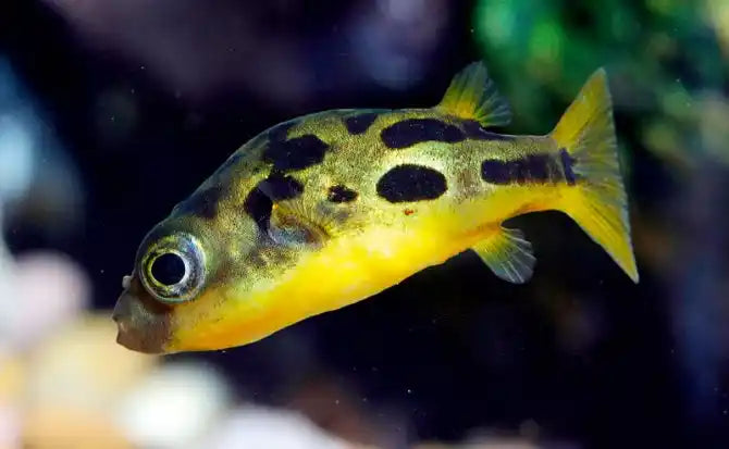 Dwarf Pygmy Puffer Fish | Carinotetraodon travancoricus (ML)