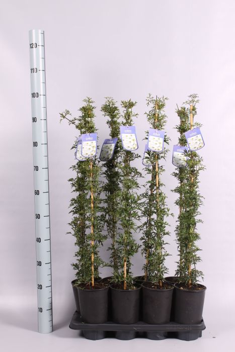 Clematis 'Early Sensation' (2 Litre)