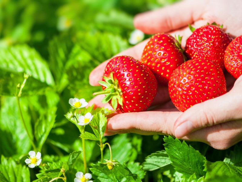 Strawberry 'Elsanta' (6 Pack)