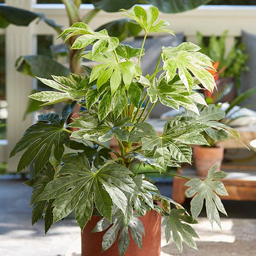 Fatsia Japonica 'Spider's Web' (2 Litre)