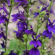 Perennial Lobelia 'Starship Blue' – Lobelia × speciosa 'Starship Blue'