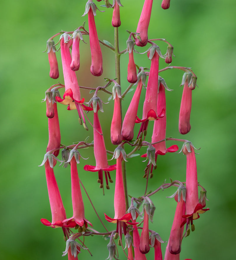 Cape Fuchsia | Phygelius × rectus 'Devil's Tears'