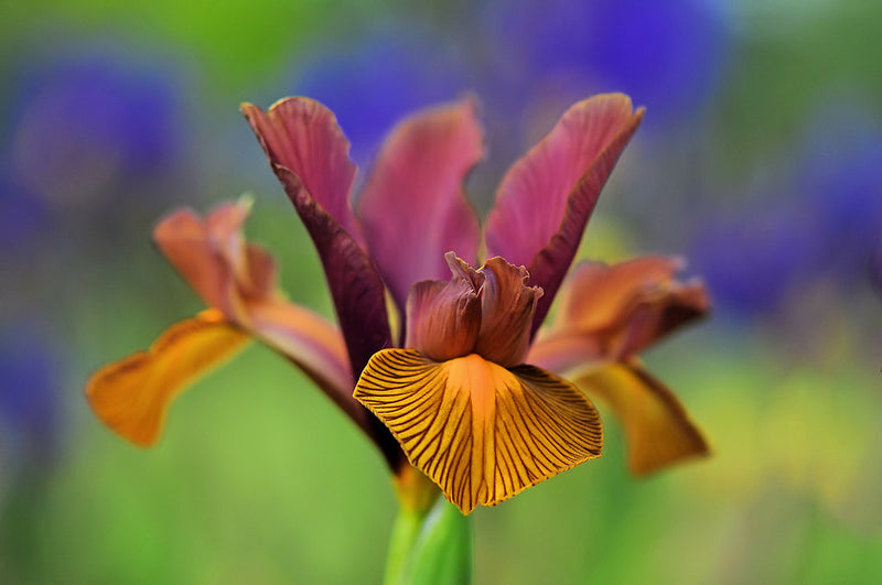 Iris Hollandica Lion King (9 Bulbs Per Pack)