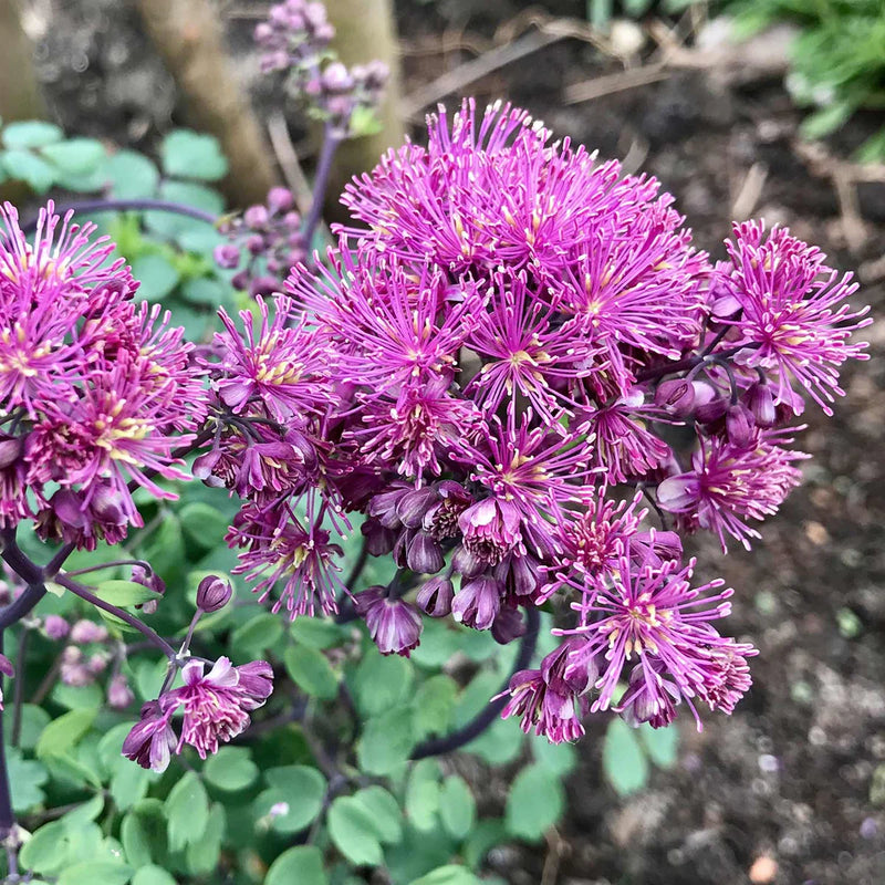 Thalictrum 'Little Pinkie' (2 Litres)