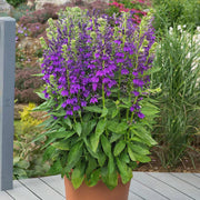 Perennial Lobelia 'Starship Blue' – Lobelia × speciosa 'Starship Blue'