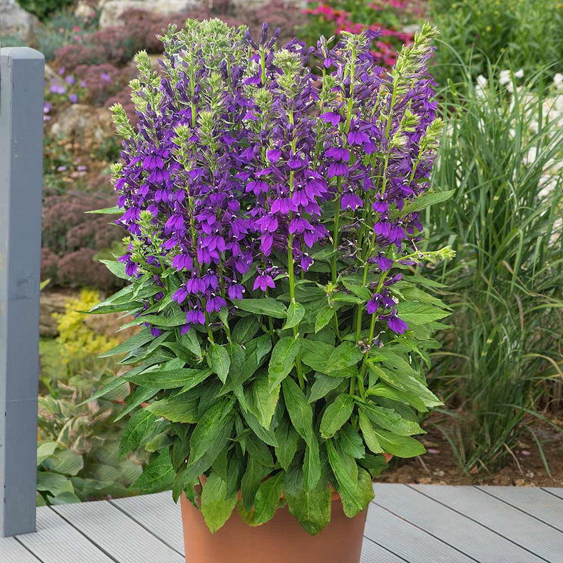 Lobelia Starship Blue
