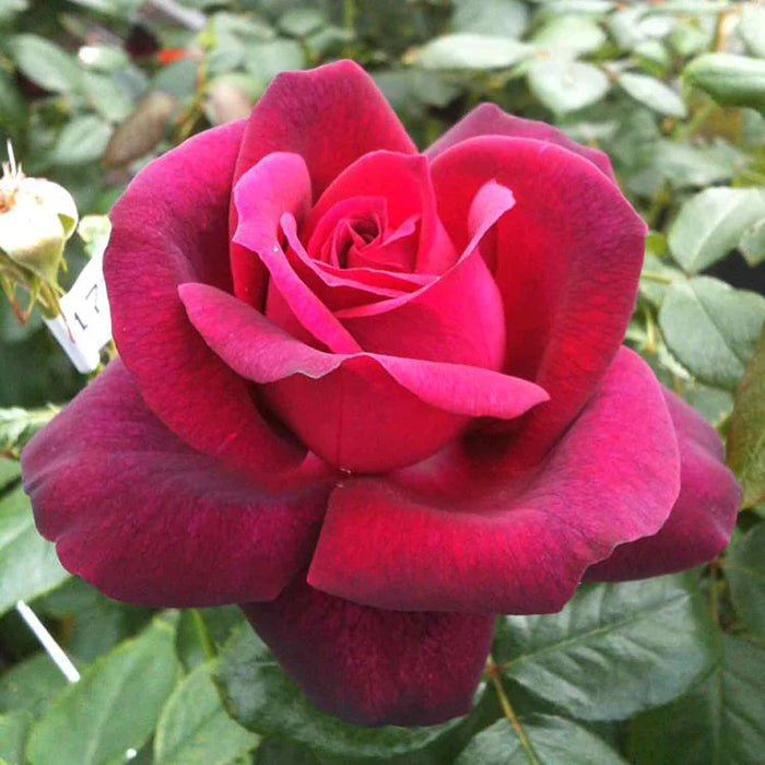 Rosa Royal Parfuma Kordes Rose 5 Litre