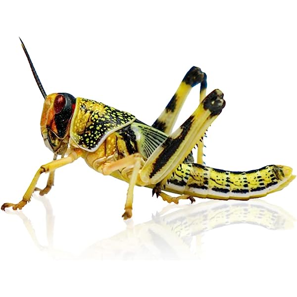 Locust Hoppers 5th Bulk-Bag 50 approx (36-42mm)